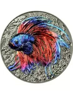 BETTA FISH HR Ag Iu U Xs[V[Y 2 IX Vo[ RC 5$ jEG 2024