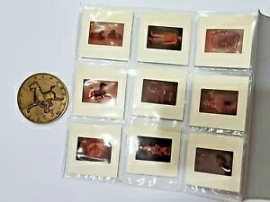 1973 �p�����������W����u�����Y�R�C���ʐ^�l�K�I�[�K�i�C�U�[�Z�b�g�t��