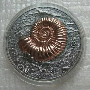 �����S�� 500 �g�D�O���N 2015 ��� 1OZ Evolution of Life �A�����i�C�g Ammonoidea