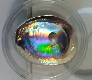 pI 2016 20$ Sea Treasures Haliotis Ovina V[vC[ Ar 3IX VF^