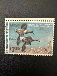 7.50h - 1981N - čAM_bN؎ - Be[W - ŒᗎDzȂ