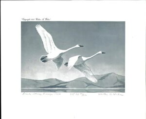 RW17 1951N AM_bN؎vg  EF[o[ 2 650hȏ