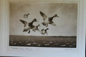 RW #4 1937-38 SCAUP DUCK Ducks �A�[�e�B�X�g: JOHN D. KNAP