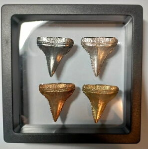 Vo[ V[NgD[X RNV 1IX tNE_XuNCgvW[Y 1IX .999 Vo[