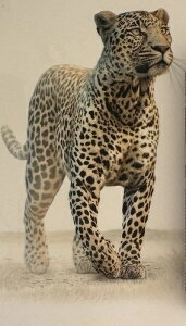 ????2023 1IX Vo[ rbO5 Ip[h PF70 V[Y II ubNRA #15 fBXvC{bNX