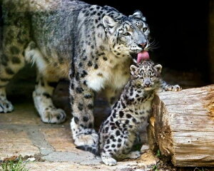 jEG쐶t@~[i2015NjLqE 1IX݁i1 NZhj