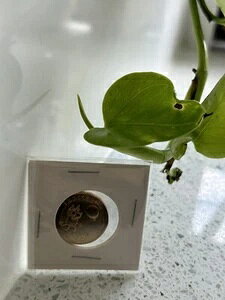 Vi 1 x 2024 $1 j[LO`[YʃRC BLUEY BUCK ݌ ?