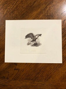 BEP ň ~g X[xjAJ[h B65 C[OEIEbN BlbgiuEj v[t