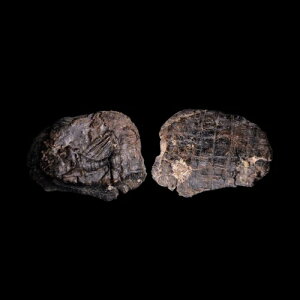 非常に珍しいセレウキド王国。紀元前 200 年 クアドリガ ユニフェイス テラコッタ クレイ シール ブラ