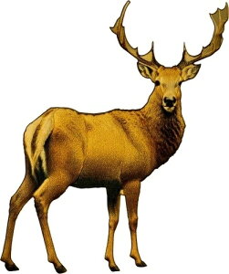 2025NRS .999  AJVJ ` AJ 쐶  WWF