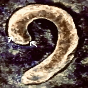 1936N 1Zg J[ EB[g Zg DDO & DDR ~g G[ _u_C \