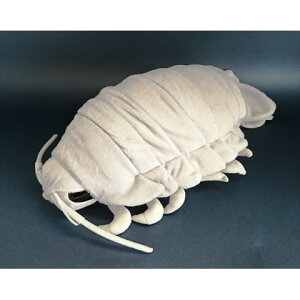 y20%OFF!!SALEzyAʂ݁z_CIEO\NVTCY