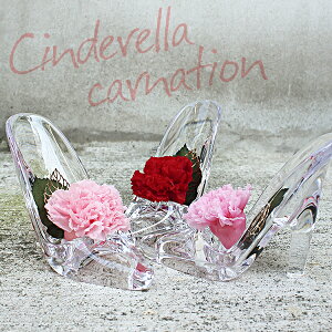  vU[uht[ ͂Ȃ J[l[V ͂Ȃ KX̌C Ɏq̂ Vf AN t[AWg Os[ i ԍ NAP[Xt