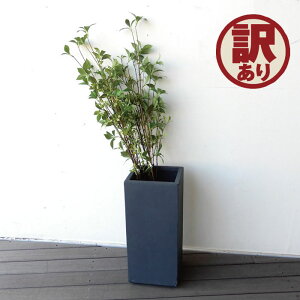 yAizv^[|bg 傫 ג X v^[  O[ Xܗp A O[ X Xܑ ItBXp   fĂ y K[f K[fjO K