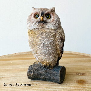 ӂ낤 tNE  OWL IE u u J^ J^ObY N̗ǂ K^ K v[g  i` AeB[N IuWF CeA k mfBbNyiz