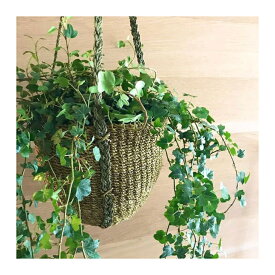 楽天市場 観葉植物 吊るす 植木鉢 プランター ガーデニング 農業 花 ガーデン Diyの通販
