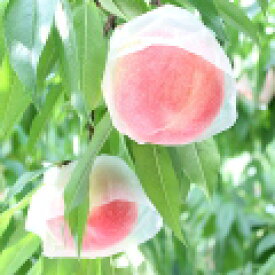 和歌山田中農園の桃 秀品2kg 6玉〜8玉 こだわりの美味しい桃 品種選べます 送料無料 予約販売