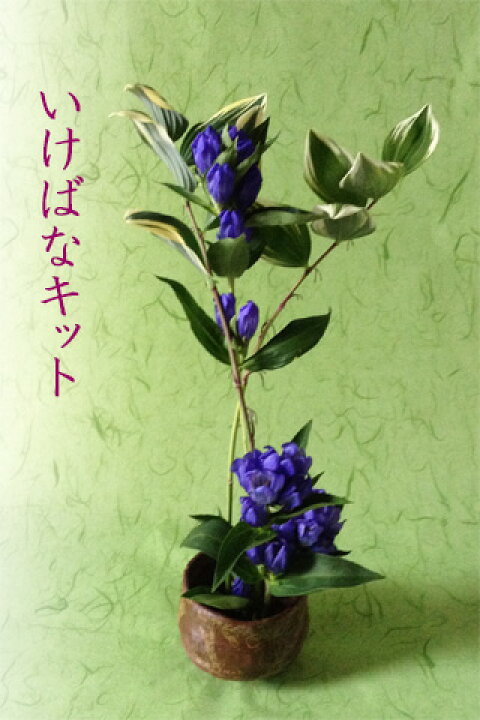 楽天市場 いけばなキット 生け花セット 初めての方も簡単 花材とレシピが届く 7月はリンドウのいけ花 りんどうの花 竜胆 生け花はじめてセット 自宅で遊ぶ 初心者 高齢者 年配のレクリエーション 認知症予防とリハビリ 華道セット Ikebana 送料無料 和の花 和の花
