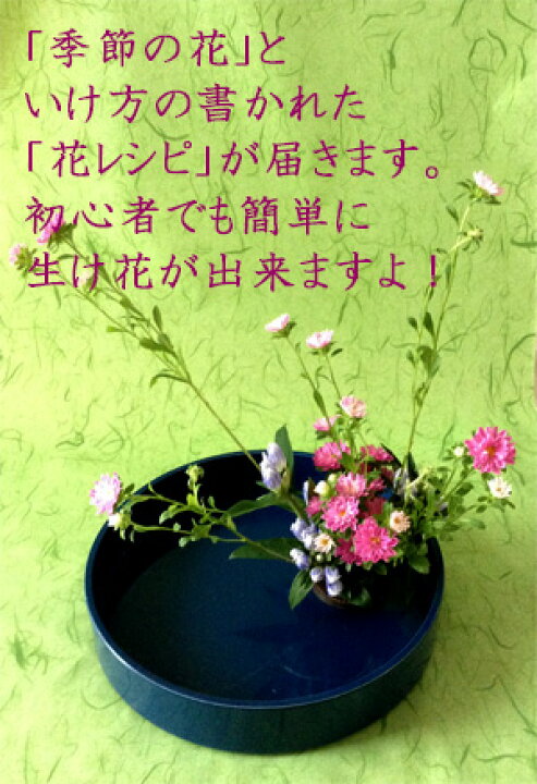 楽天市場 生け花セット いけばなキット ３か月コース 初心者も簡単 8月はアスターの生け花 リンドウの花 夏休み 暑い夏は自宅でいけばな 生け花定期便 初心者向け華道セット材料 フラワーサブスクリプション Ikebana 送料無料 生花 和の花 和の花