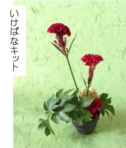 ΂ȃLbgE12R[XSҗp@t[TuXN@΂ȃZbgNԁ@10͌{̐ԁ@H\ԃPCgÊ΂ȁ@͂ԁ@Ԓց@ԃZbg@