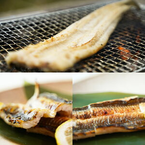 V̉H߁`Ȃ銱lyzy͂snFkCEEz/  ʔ v[g Mtg Ε  /