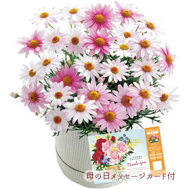 【パンダグッズ対象商品】母の日 プレゼント 早割 ポイント10倍 2024 花 マーガレット さくらべーる MR37-11 生花 フラワーギフト 鉢植え【送料無料】ギフト おすすめ _81009