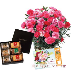 【パンダグッズ対象商品】母の日 プレゼント 早割 ポイント10倍 2024 花 お菓子 ホテルオークラ 焼菓子詰合せとカーネーション さくらもなか A40-2 生花 鉢植え 洋菓子 焼菓子【送料無料】ギフト おすすめ _81020