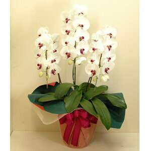 Ӓ 3{ 27ֈȏ Fnyzy͂snFEz 퉷 / jj JX J ړ] AC m  /