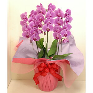 Ӓ 3{ 27ֈȏ sNFnyzy͂snFEz 퉷 / jj JX J ړ] AC m  /