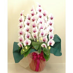 Ӓ 3{ 36ֈȏ Fnyzy͂snFEz 퉷 / jj JX J ړ] AC m  /