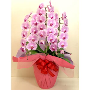 Ӓ 3{ 36ֈȏ sNFnyzy͂snFEz 퉷 / jj JX J ړ] AC m  /