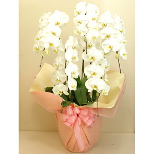 Ӓ 5{ 50ֈȏ Fnyzy͂snFEz 퉷 / jj JX J ړ] AC m  /