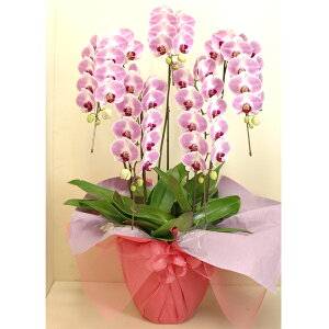 Ӓ 5{ 50ֈȏ sNFnyzy͂snFEz 퉷 / jj JX J ړ] AC m  /