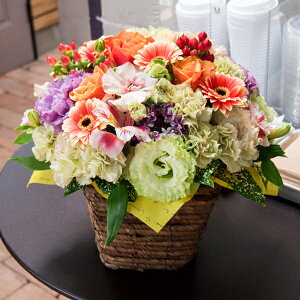 t[AWg Sunny Gardenyzy͂snFEz 퉷 /CeA  킢  ja  LOv[g  /