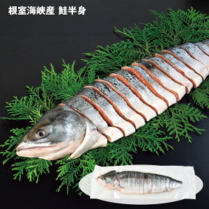 Ε 2025 Ε  P5{ CY g 750g  TPyz_599 /  ʔ v[g Mtg Ε  /