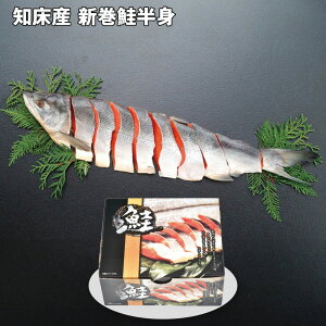 Ε 2025 Ε  P10{ mY Vg 650g  TPyz_600 /  ʔ v[g Mtg Ε  /