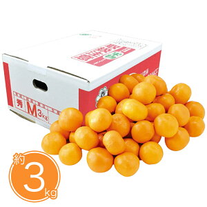 Ε 2025 Ε  P5{ 呺_ F{Y V݂3kg 9831-026 t[c ʕyz /  ʔ v[g Mtg  /