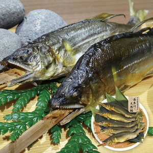 ̏M E_ƈYF ǐVR Ă 5 TAU-100C 4823-276 yz /  ʔ v[g Mtg  /