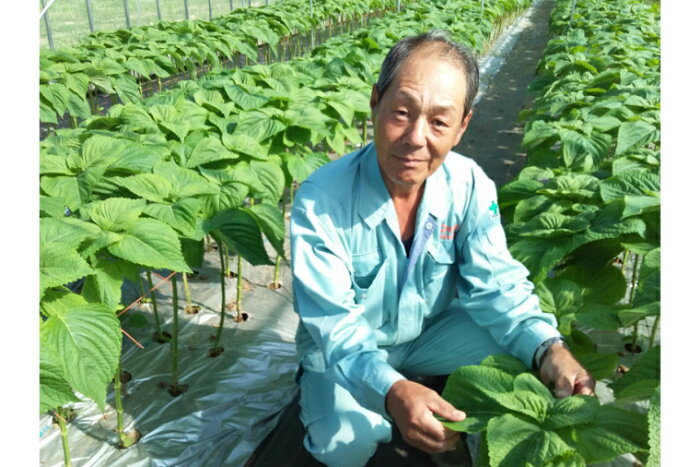 楽天市場 茶三代一 島根県産 有機えごま葉茶 ティーバッグ 2g 6袋入り 有機えごま葉使用 Wagamama Cafe