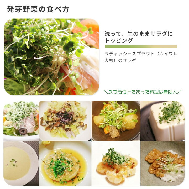 楽天市場 グリーンフィールドプロジェクト 有機種子 発芽野菜栽培キット 専用栽培容器セット 3 4回分 5種類 おうちでベジ ディル チアシード ブロッコリー ラディッシュ かいわれ大根 パクチー 家庭菜園 簡単 室内栽培 栽培キット 収穫簡単 エコ 自家栽培 オーガニック