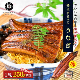 父の日 ギフト 特大うなぎ 蒲焼き 1尾 250g 前後 (タレ 山椒 付) 送料無料 お取り寄せグルメ 贈り物 通販 冷凍食品