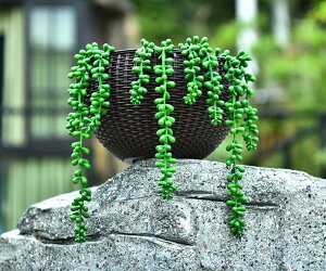 Aؔ艺vX`bN̔ΐAӂҔ肩ȋznӂ蔫 Aؔ nMOv^[ nMOoXPbg ݂蔫 ϗtA Ԕ ỎȂ