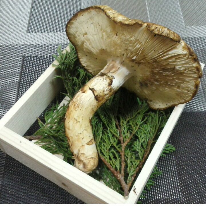 楽天市場】【国産 天然】松茸 開き 500g 採れたてを産直 