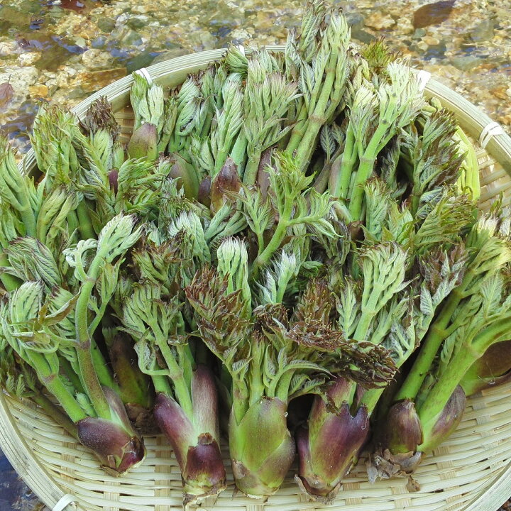 楽天市場】【国産 天然】たらの芽1kg 採りたてを産直☆ミシュラン3 