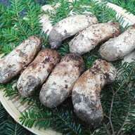 【国産 天然】松茸　コロ　100g　採れたてを産直☆ミシュラン3つ星御用達店