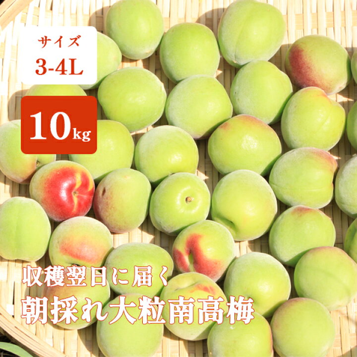 楽天市場】青梅 南高梅 1kg 5kg 10kg 大粒 3-4Lサイズ 秀品 直送 