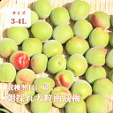 青梅 南高梅 1kg 5kg 10kg 大粒 3-4Lサイズ 秀品 直送 梅干し 梅酒 梅シロップ 紀州 和歌山 朝採れ大粒南高梅 2kg以上で送料無料