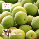 青梅 南高梅 1kg 5kg 10kg 2Lサイズ 秀品 直送 梅干し 梅酒 梅シロップ 紀州 和歌山 朝採れ南高梅 2kg以上で送料無料