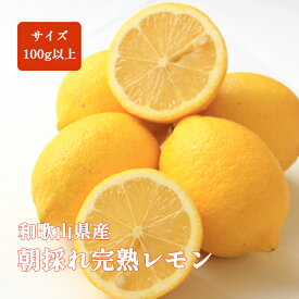 レモン 国産 1kg 5kg 10kg 中玉 和歌山 箱買い 朝採れ完熟レモン ノーワックス 防腐剤不使用 紀南 レモネード レモンサワー 4kg以上で送料無料