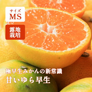 ݂ 1kg 5kg 10kg x Â 瑁 MS a̎R 10ȍ~  ғc̊Â瑁 I݂